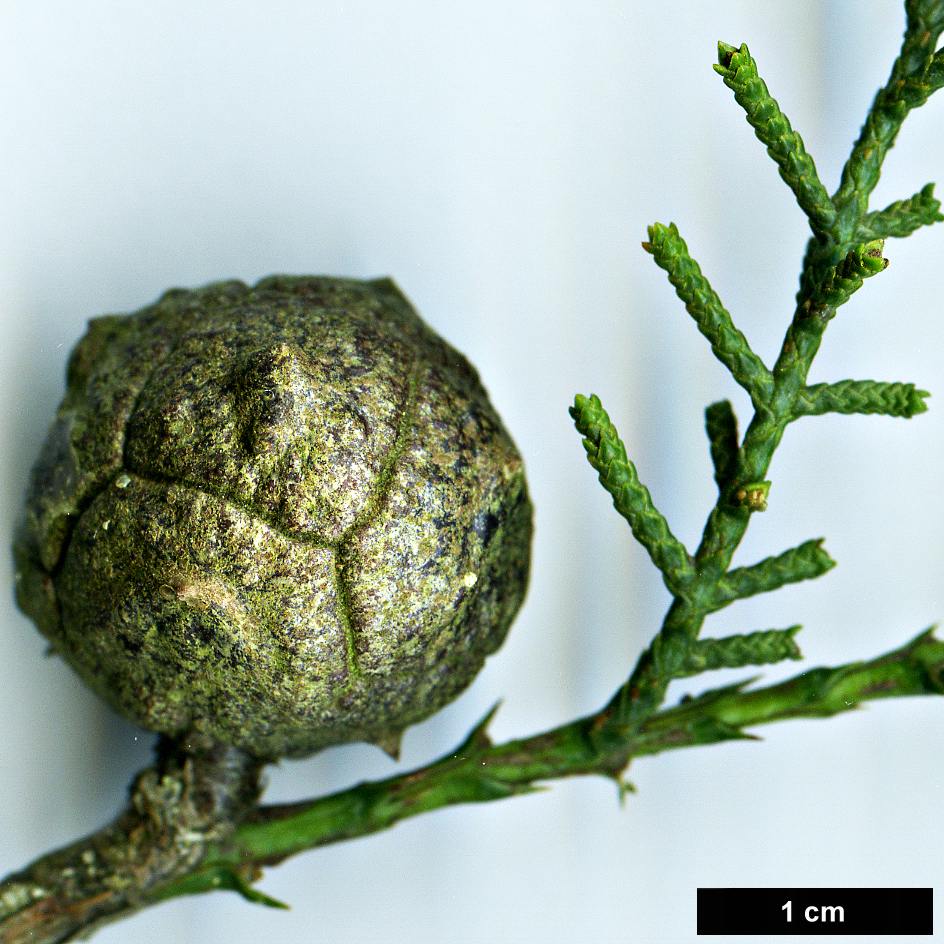High resolution image: Family: Cupressaceae - Genus: Cupressus - Taxon: guadalupensis - SpeciesSub: var. baja-californica